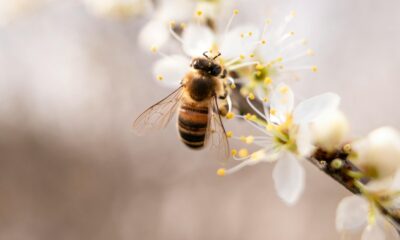 Abeja imagen de Thijs van der Weide