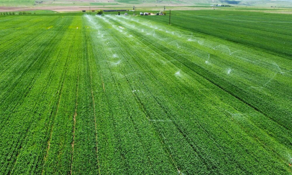 Ahorro de agua en regadíos con IA